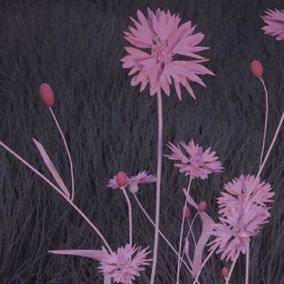 大发彩票官方官方平台app手机app下载